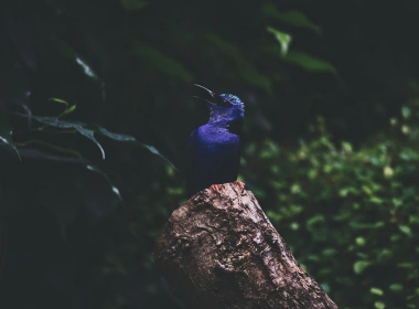 蓝色羽毛翠鸟，树桩 3840x2160
