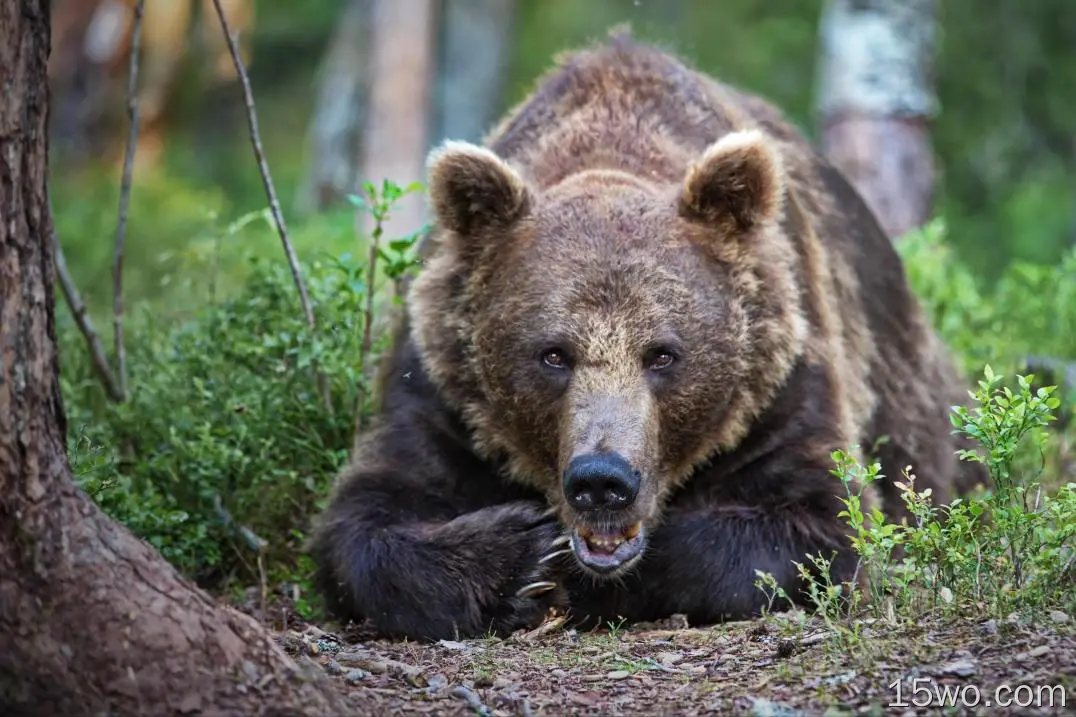 动物 熊 Wildlife predator 高清壁纸