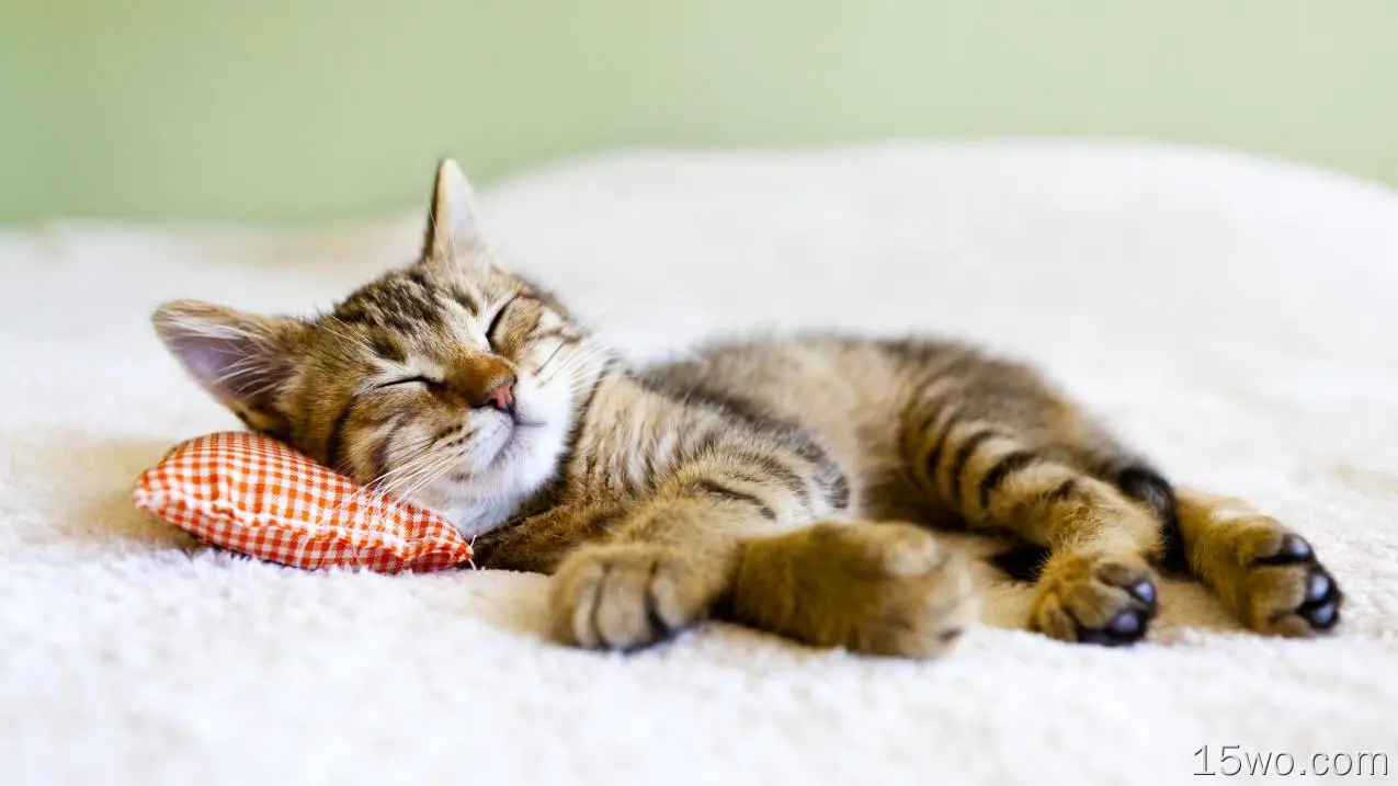 动物 猫 Kitten Sleeping 可爱 Pillow 高清壁纸