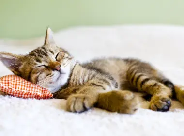动物 猫 Kitten Sleeping 可爱 Pillow 高清壁纸 3840x2160
