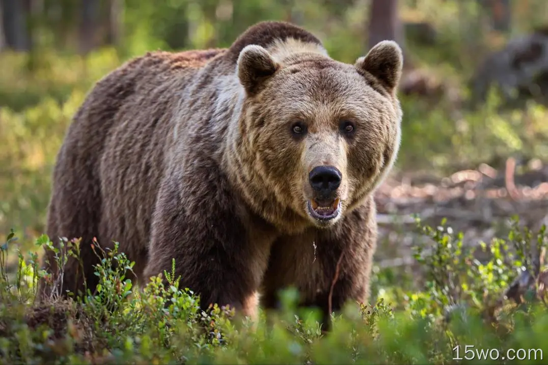 动物 熊 Wildlife predator 高清壁纸