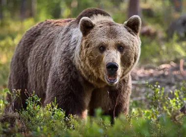 动物 熊 Wildlife predator 高清壁纸 3000x2000
