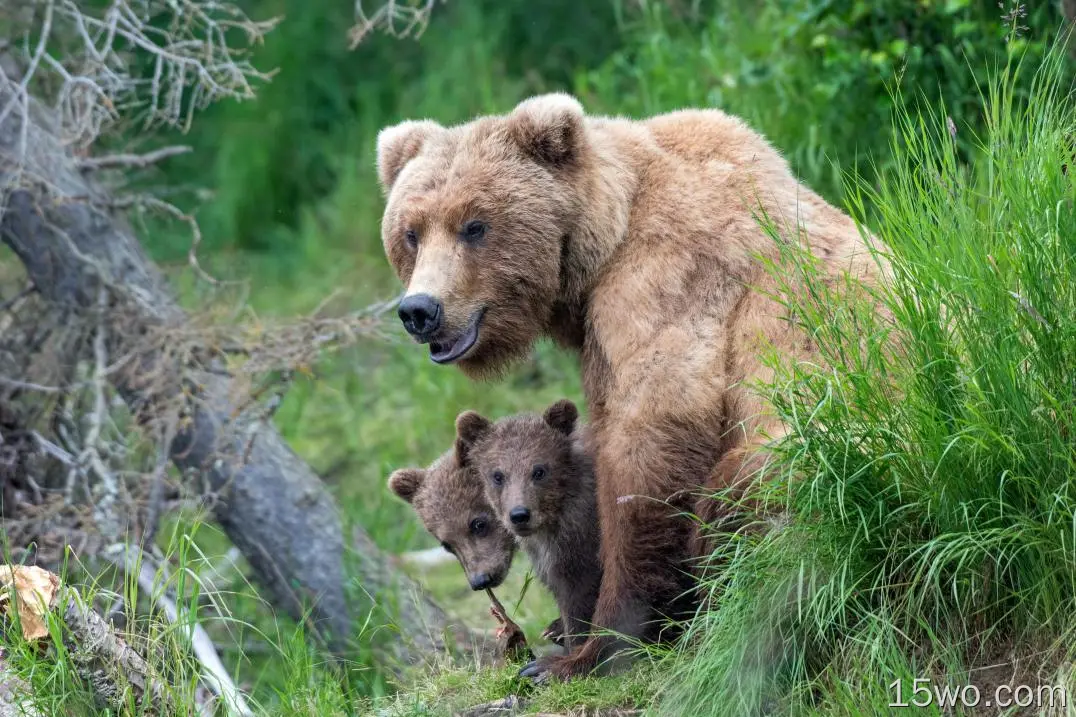 动物 熊 Wildlife predator Cub Baby Animal 高清壁纸