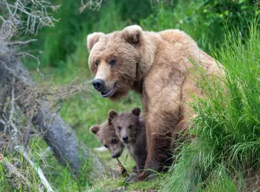 动物 熊 Wildlife predator Cub Baby Animal 高清壁纸 5855x3903