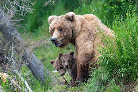 动物 熊 Wildlife predator Cub Baby Animal 高清壁纸 5855x3903