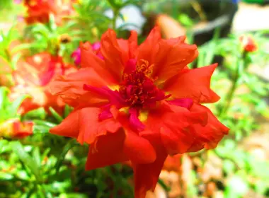 自然 花 花卉 Moss Rose 红色 高清壁纸 4608x3456