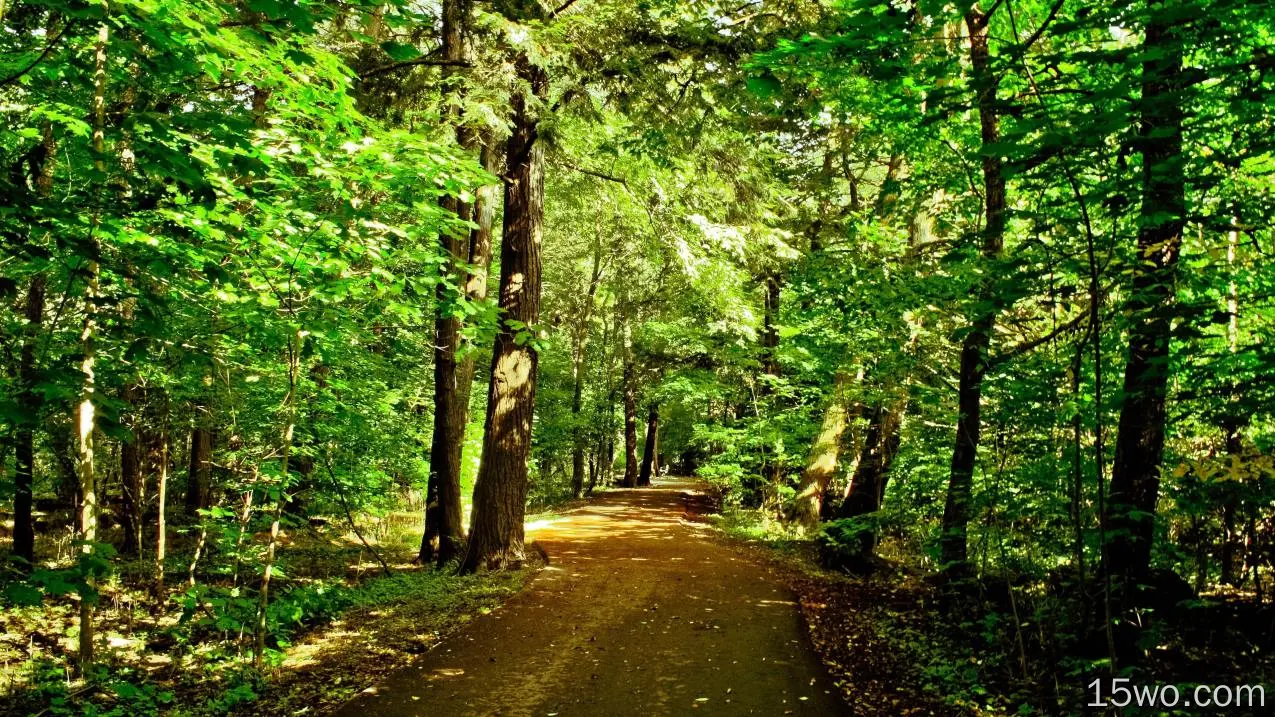 森林、步行道、阳光、树木、树叶