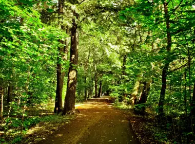 森林、步行道、阳光、树木、树叶 3840x2160