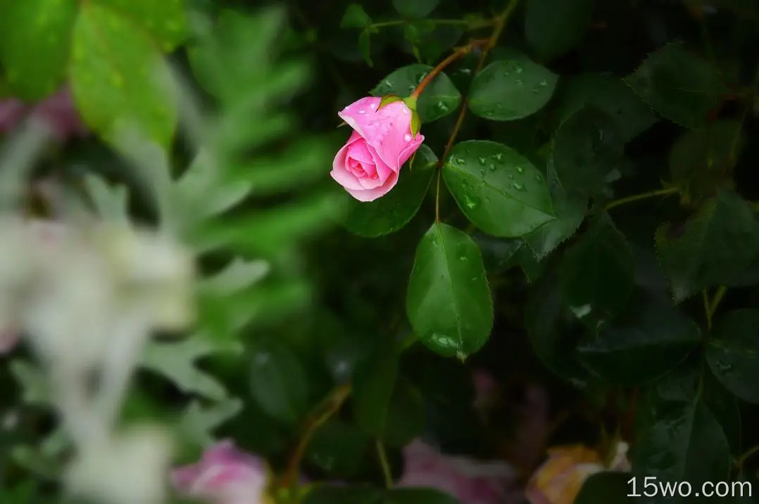 粉红玫瑰、水滴、树叶