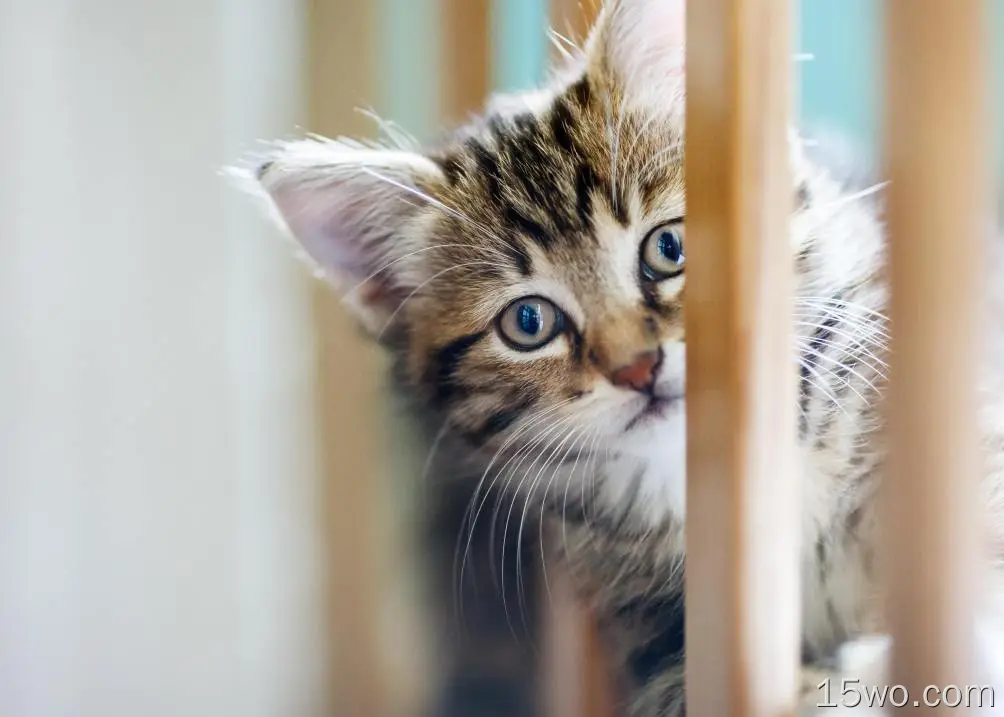 动物 猫 Pet Kitten Baby Animal 高清壁纸