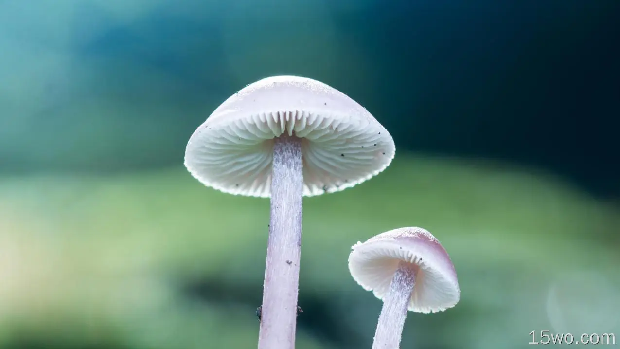 蘑菇、朦胧、微距、摄影