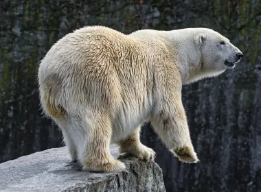 动物 北极熊 熊 高清壁纸 2560x1600