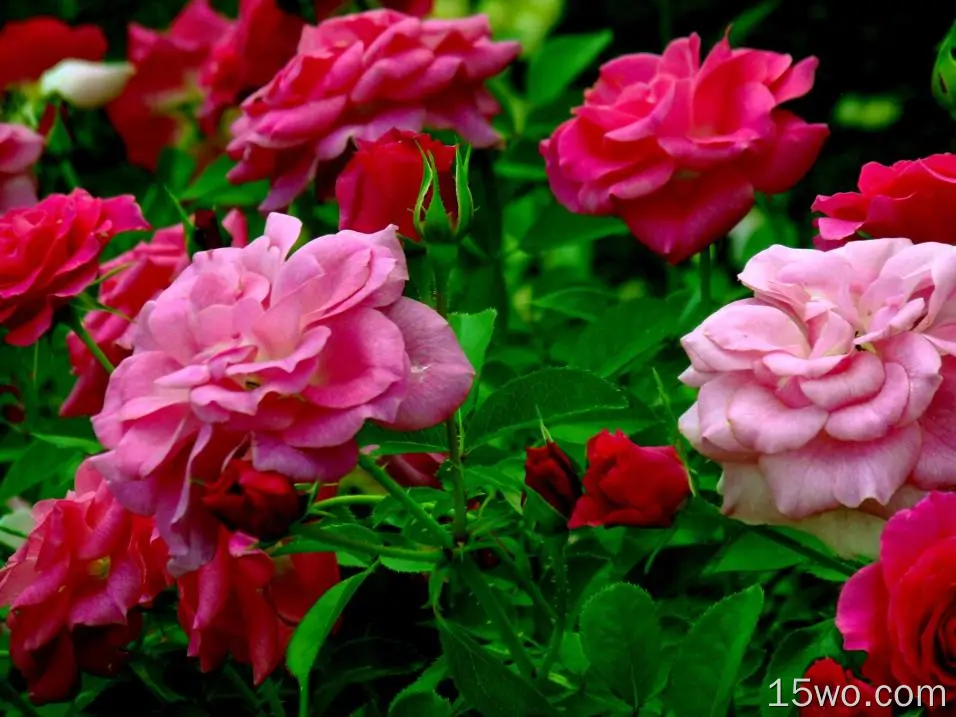 自然 玫瑰花丛 花卉 玫瑰 Pink Flower 花 Stem 高清壁纸