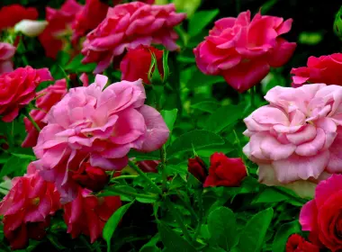自然 玫瑰花丛 花卉 玫瑰 Pink Flower 花 Stem 高清壁纸 2560x1920
