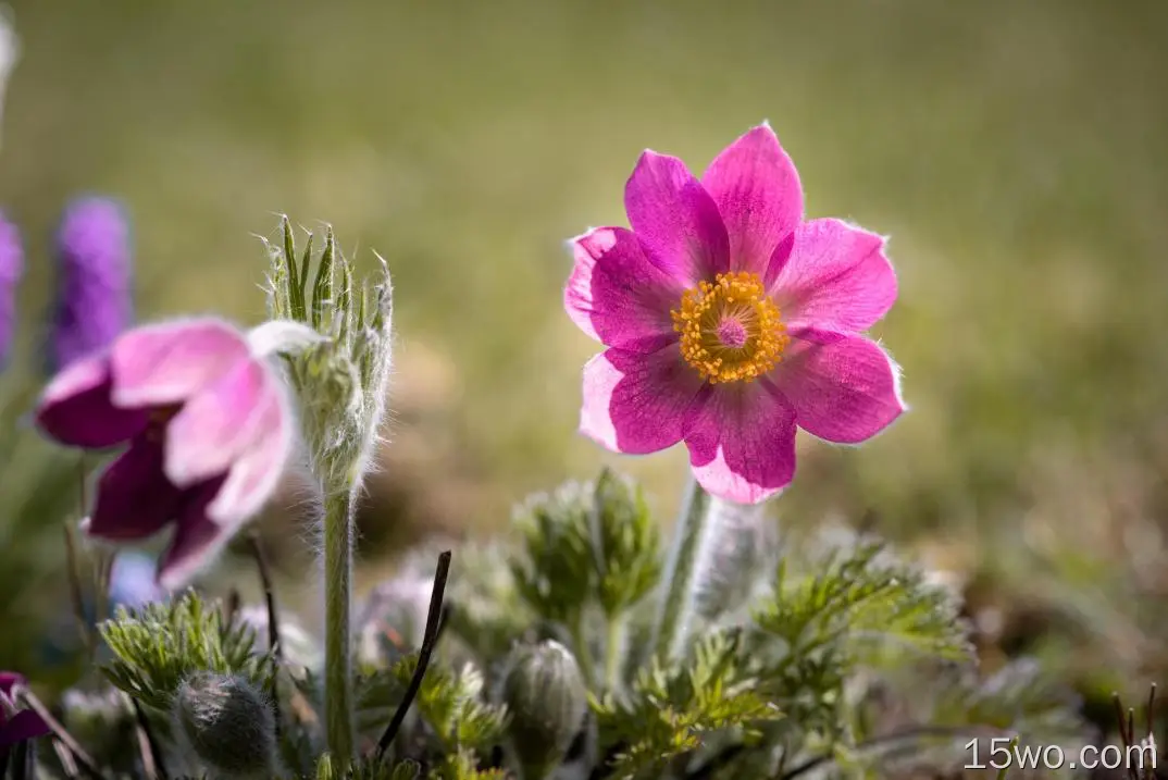 自然 Pulsatilla 花卉 花 Pink Flower 高清壁纸