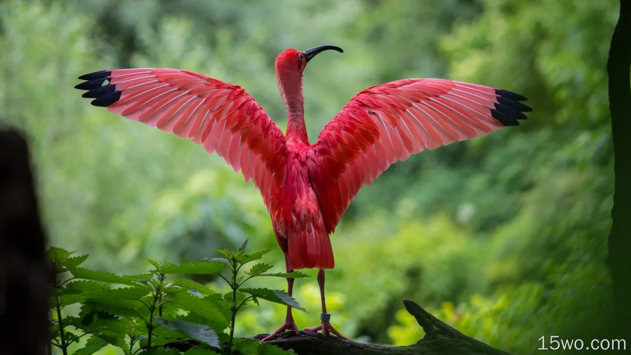 动物 Scarlet Ibis 鸟 鹮 Ibis Wings 粉色 高清壁纸
