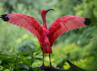 动物 Scarlet Ibis 鸟 鹮 Ibis Wings 粉色 高清壁纸 3840x2160