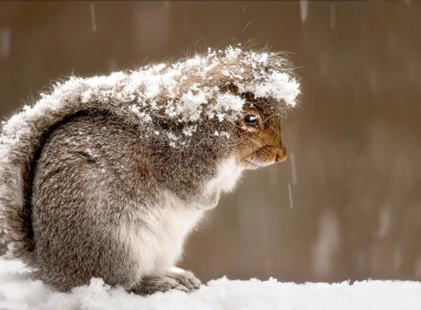 松鼠，雪，冬天 1920x1200
