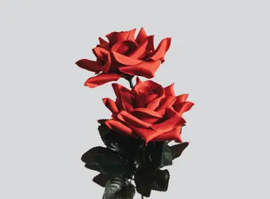 ob98玫瑰最小简单花朵自然春天 3840x2400
