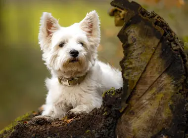 动物 West Highland White Terrier 狗 Pet 高清壁纸 3936x2624