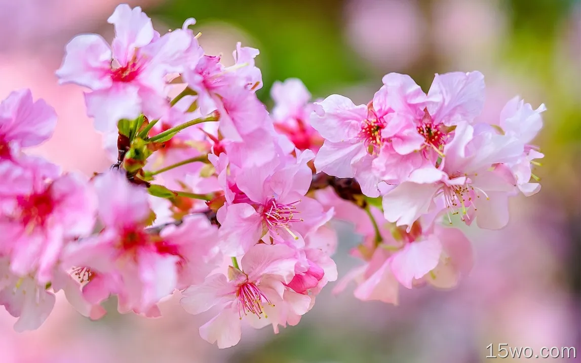 樱花的花微距摄影，树枝，春天