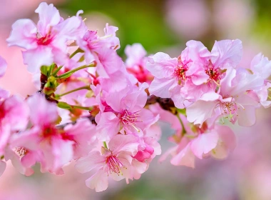 樱花的花微距摄影，树枝，春天 1920x1200