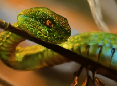 绘画，绿色蛇，眼睛 2560x1600