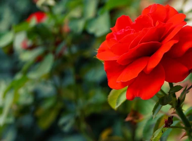 红玫瑰特写，花瓣，朦胧 3840x2160