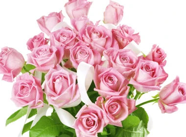 粉红色的玫瑰，花束，白色背景 5120x2880