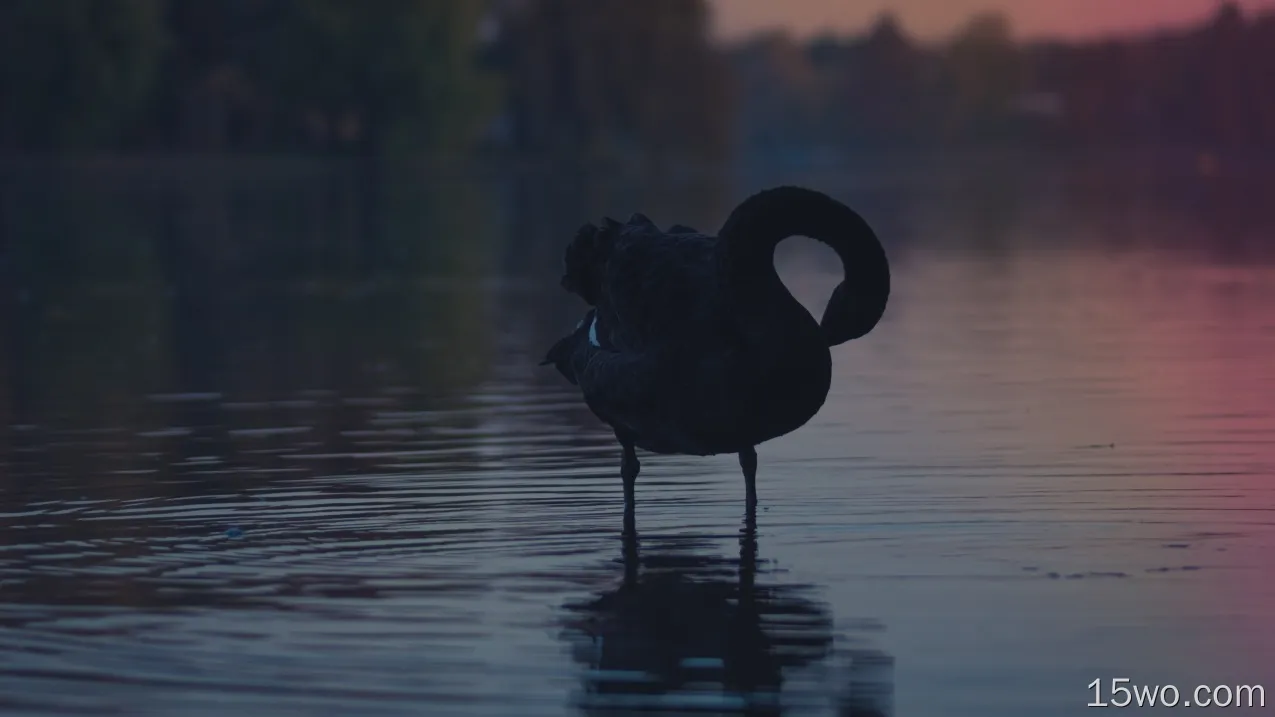 动物 Black Swan 鸟 天鹅 水 倒影 日落 高清壁纸