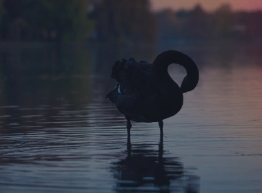 动物 Black Swan 鸟 天鹅 水 倒影 日落 高清壁纸 3840x2160