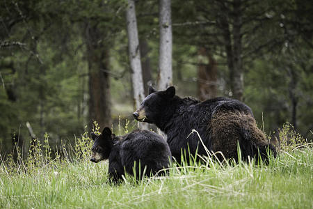 动物 熊 Baby Animal Cub predator Wildlife 高清壁纸 2600x1733