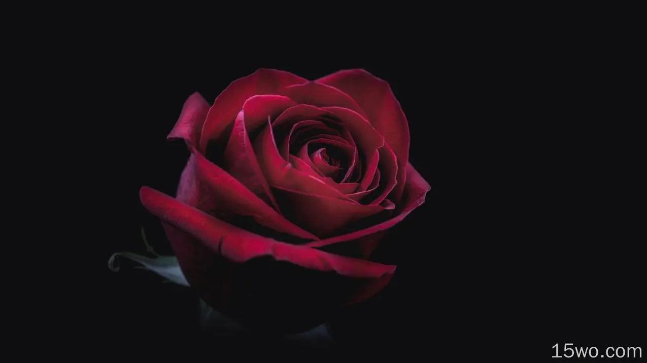 自然 玫瑰 花卉 地球 花 Red Rose 高清壁纸