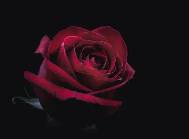 自然 玫瑰 花卉 地球 花 Red Rose 高清壁纸 7680x4320