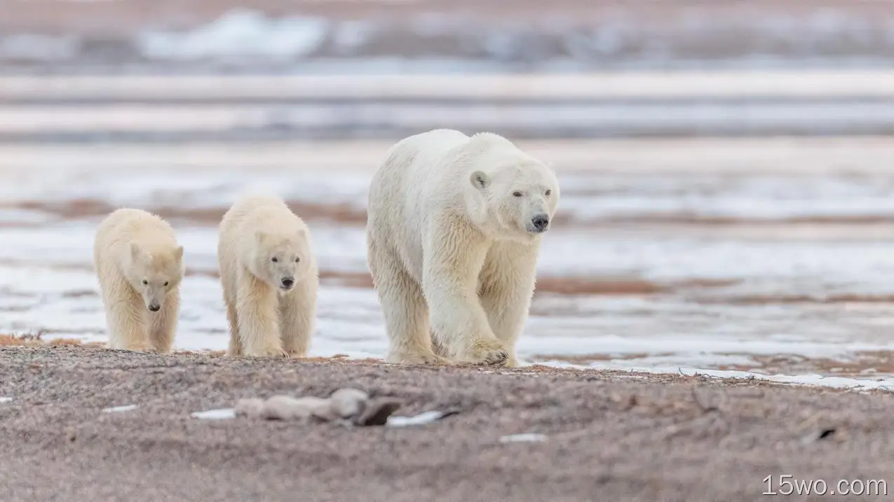 动物 北极熊 熊 Wildlife predator Baby Animal Cub 高清壁纸