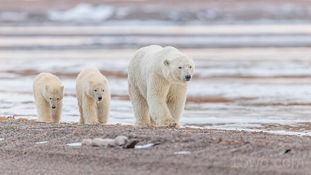 动物 北极熊 熊 Wildlife predator Baby Animal Cub 高清壁纸 2845x1600