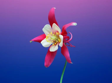 自然 Columbine 花卉 地球 花 Pink Flower 高清壁纸 5120x2880
