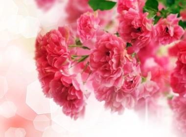 粉红色的康乃馨鲜花特写 2560x1600