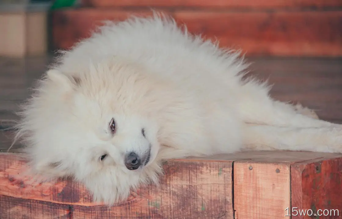 萨莫犬，毛茸茸的，休息的，躺着的，毛茸绒的