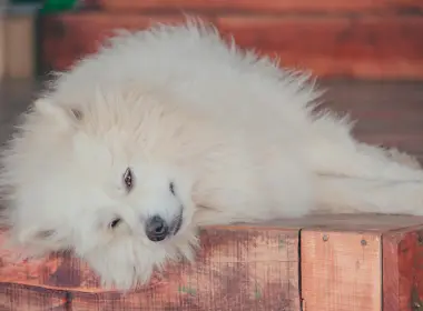 萨莫犬，毛茸茸的，休息的，躺着的，毛茸绒的 4136x2647