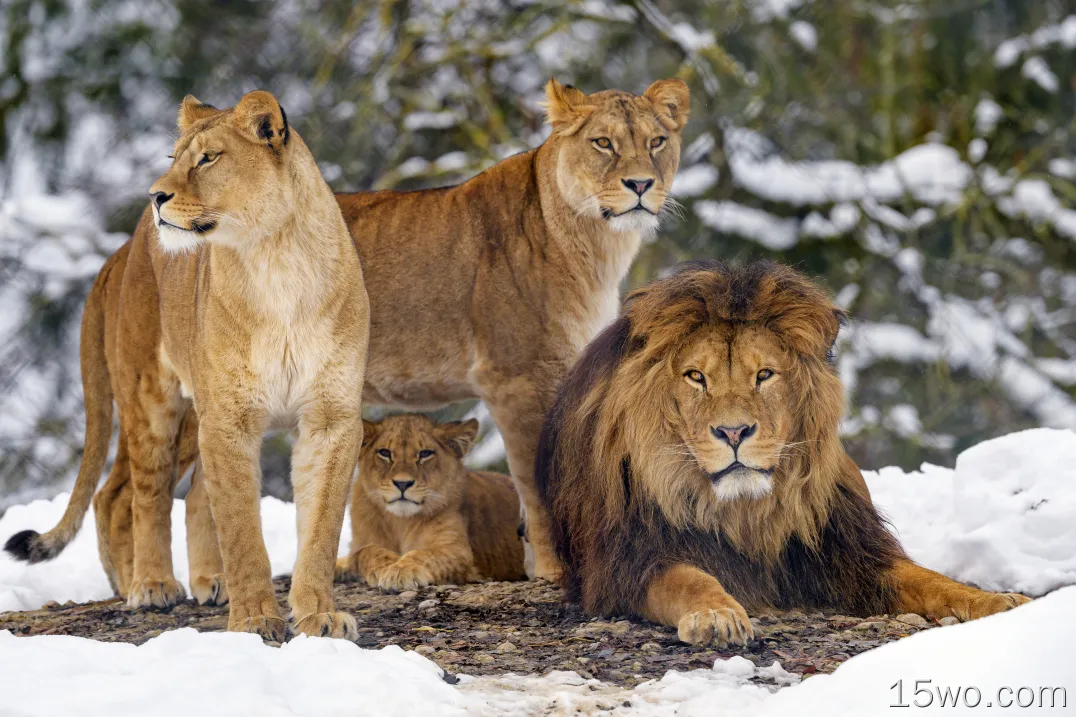 狮子,老虎,野生动物,食肉动物,猫科,壁纸,4991x3327