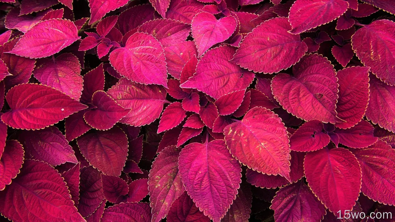 自然 叶子 植物 红色 高清壁纸