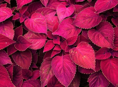自然 叶子 植物 红色 高清壁纸 3840x2160