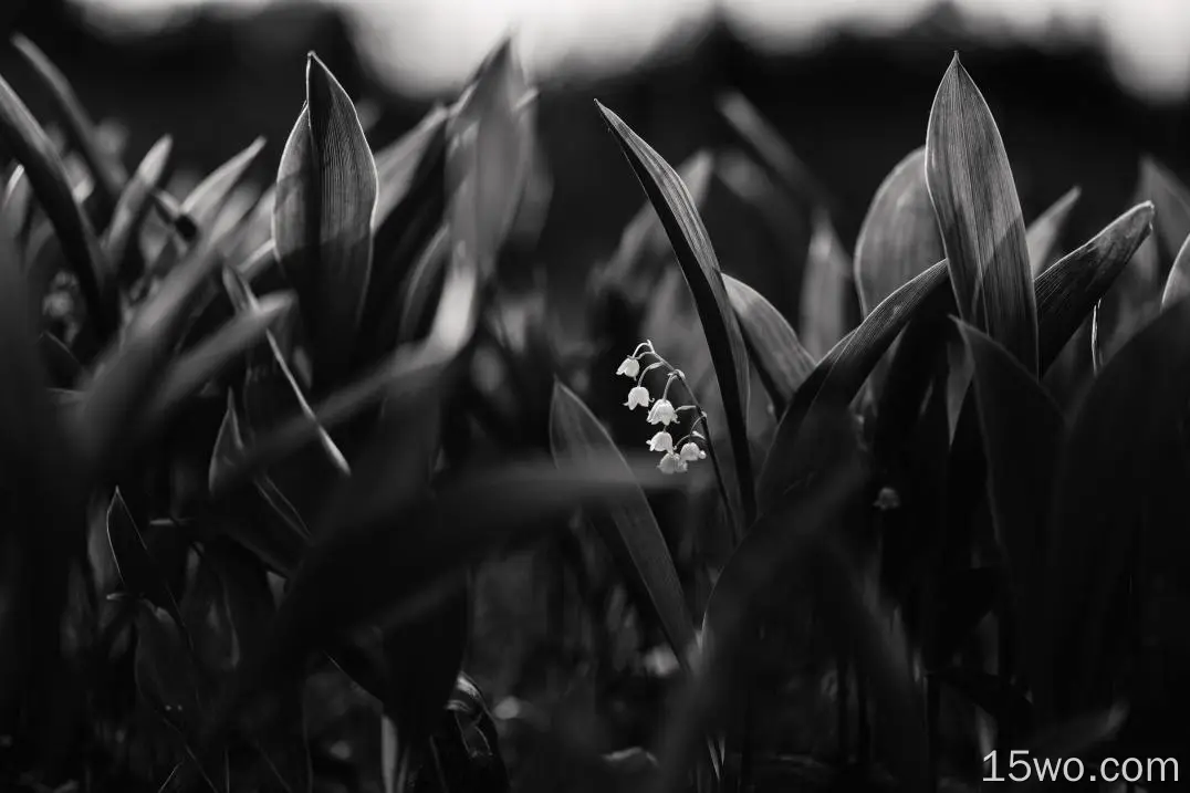 lily of the valley, flowers, bw, plant, bloom