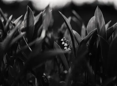 lily of the valley, flowers, bw, plant, bloom 6000x4000