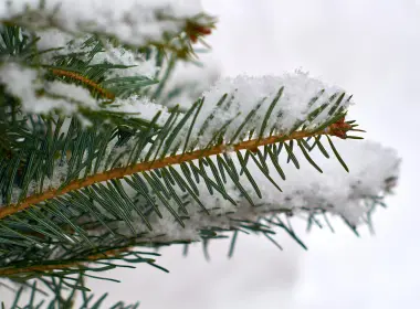 雪、霜、树枝、云杉、巨树 4928x3264