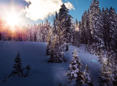 自然 冬季 Snow 森林 阳光 高清壁纸 3840x2160