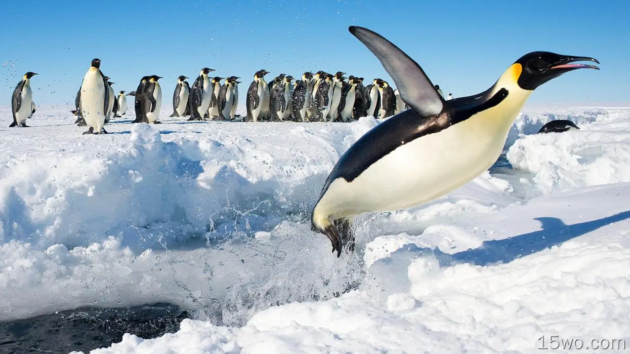 企鹅 冰面