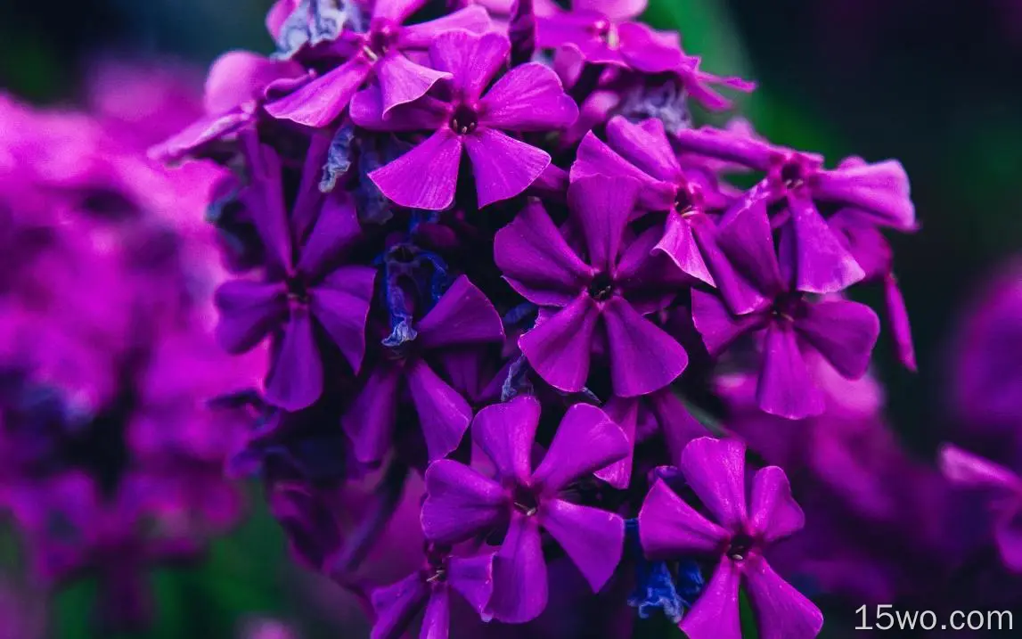 nc57天然花紫色花朵美丽的精灵