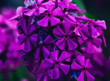 nc57天然花紫色花朵美丽的精灵 3840x2400